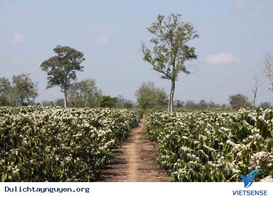 Du Lịch Đắk Lak Tháng 4 - Tháng Của Những Lễ Hội Truyền Thống - Ảnh 5