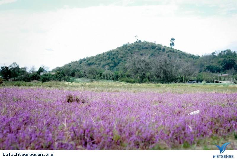 Đến Tây Nguyên Ngắm Cánh Đồng Hoa Tím Đẹp Như Mở Ở ĐakLak - Ảnh 5