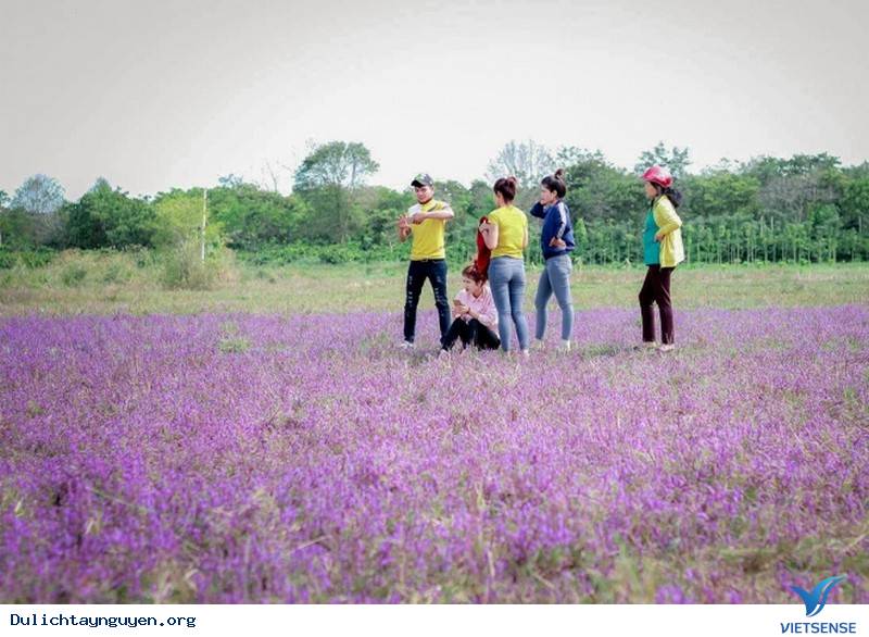 Đến Tây Nguyên Ngắm Cánh Đồng Hoa Tím Đẹp Như Mở Ở ĐakLak - Ảnh 9