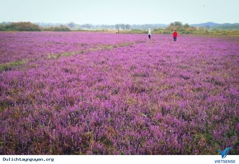 Đến Tây Nguyên Ngắm Cánh Đồng Hoa Tím Đẹp Như Mở Ở ĐakLak - Ảnh 2