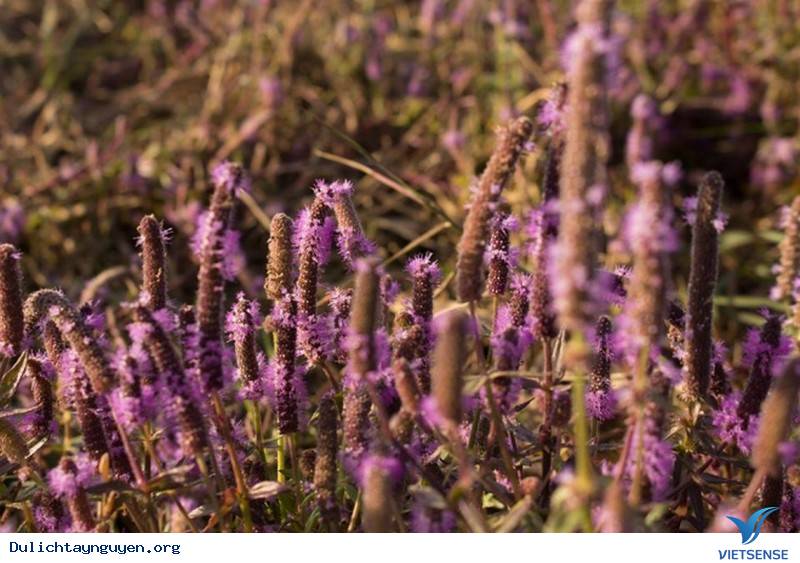 Đến Tây Nguyên Ngắm Cánh Đồng Hoa Tím Đẹp Như Mở Ở ĐakLak - Ảnh 8