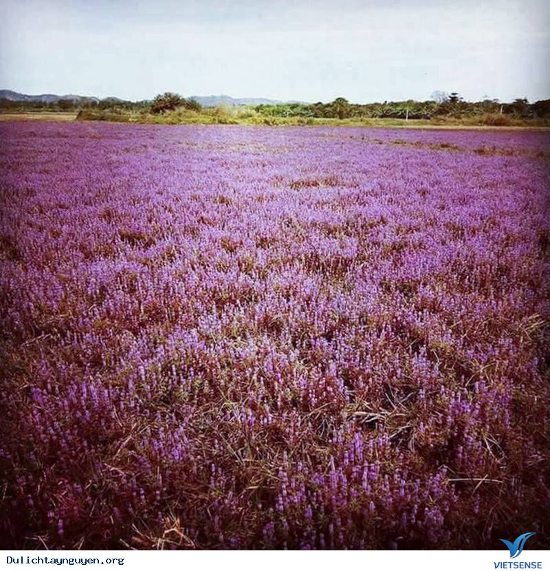 Đến Tây Nguyên Ngắm Cánh Đồng Hoa Tím Đẹp Như Mở Ở ĐakLak - Ảnh 6