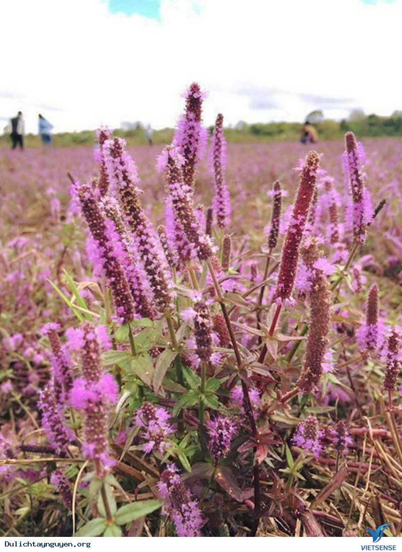 Đến Tây Nguyên Ngắm Cánh Đồng Hoa Tím Đẹp Như Mở Ở ĐakLak - Ảnh 3