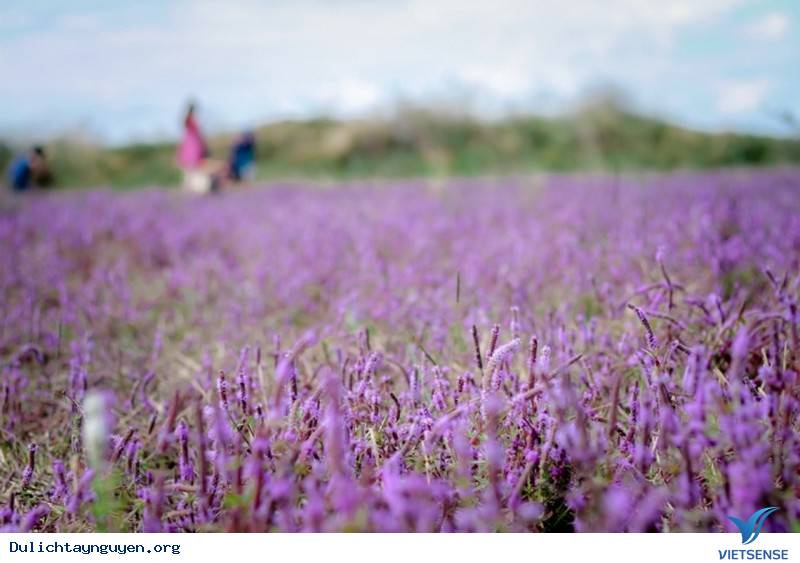 Đến Tây Nguyên Ngắm Cánh Đồng Hoa Tím Đẹp Như Mở Ở ĐakLak - Ảnh 7