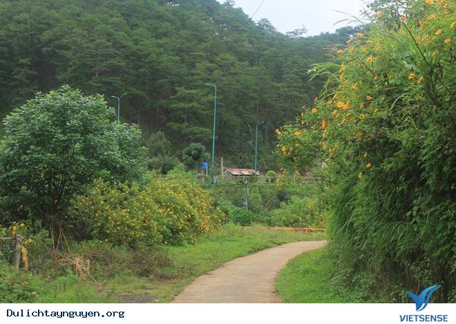 Đến với Tây Nguyên Và Những Cung Đường Tuyệt Đẹp Ngắm Hoa Dã Quỳ - Ảnh 2 Đến với Tây Nguyên Và Những Cung Đường Tuyệt Đẹp Ngắm Hoa Dã Quỳ - Ảnh 2