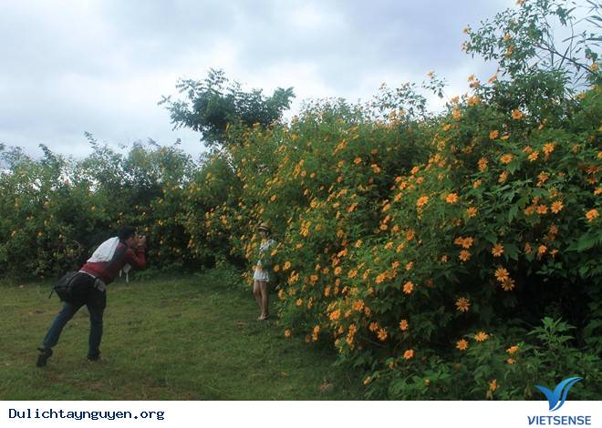 Đến với Tây Nguyên Và Những Cung Đường Tuyệt Đẹp Ngắm Hoa Dã Quỳ - Ảnh 4 Đến với Tây Nguyên Và Những Cung Đường Tuyệt Đẹp Ngắm Hoa Dã Quỳ - Ảnh 4