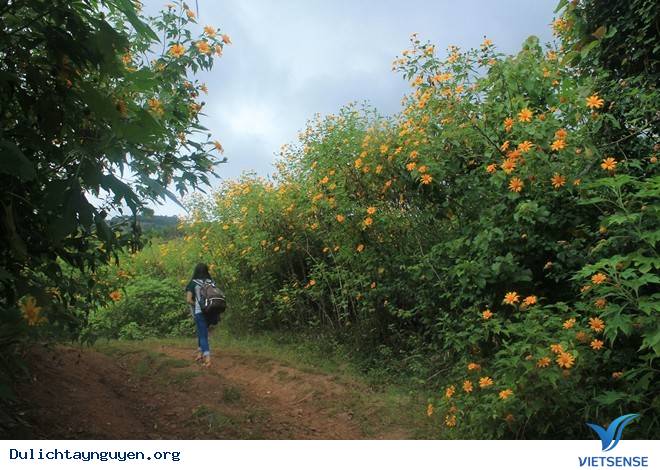 Đến với Tây Nguyên Và Những Cung Đường Tuyệt Đẹp Ngắm Hoa Dã Quỳ - Ảnh 3 Đến với Tây Nguyên Và Những Cung Đường Tuyệt Đẹp Ngắm Hoa Dã Quỳ - Ảnh 3