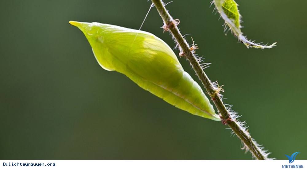 Khám Phá Mùa Săn Sâu Muồng Ở Tây Nguyên - Ảnh 3 Khám Phá Mùa Săn Sâu Muồng Ở Tây Nguyên - Ảnh 3