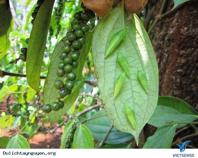 Khám Phá Mùa Săn Sâu Muồng Ở Tây Nguyên - Ảnh 1 Khám Phá Mùa Săn Sâu Muồng Ở Tây Nguyên - Ảnh 1