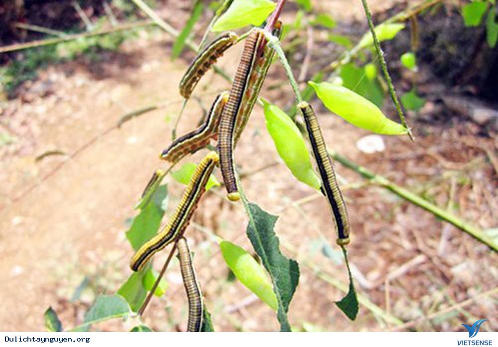 Khám Phá Mùa Săn Sâu Muồng Ở Tây Nguyên - Ảnh 2 Khám Phá Mùa Săn Sâu Muồng Ở Tây Nguyên - Ảnh 2