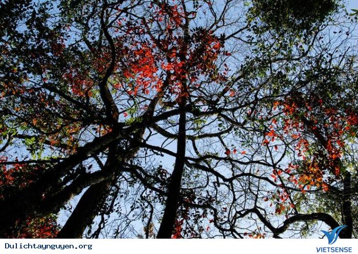 Khám Phá Tây Nguyên Mùa Rừng Khộp Thay Lá - Ảnh 5 Khám Phá Tây Nguyên Mùa Rừng Khộp Thay Lá - Ảnh 5