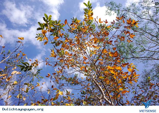 Khám Phá Tây Nguyên Mùa Rừng Khộp Thay Lá - Ảnh 4 Khám Phá Tây Nguyên Mùa Rừng Khộp Thay Lá - Ảnh 4