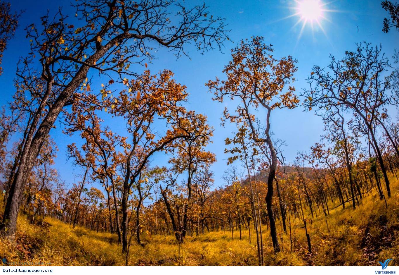 Khám Phá Tây Nguyên Mùa Rừng Khộp Thay Lá - Ảnh 1 Khám Phá Tây Nguyên Mùa Rừng Khộp Thay Lá - Ảnh 1