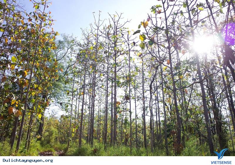 Khám Phá Tây Nguyên Mùa Rừng Khộp Thay Lá - Ảnh 3 Khám Phá Tây Nguyên Mùa Rừng Khộp Thay Lá - Ảnh 3