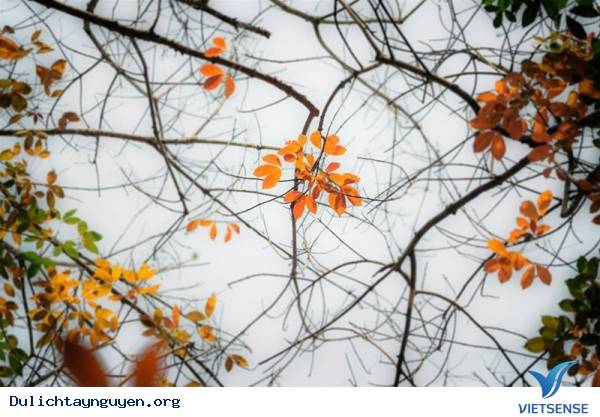 Khám Phá Tây Nguyên Mùa Rừng Khộp Thay Lá - Ảnh 2 Khám Phá Tây Nguyên Mùa Rừng Khộp Thay Lá - Ảnh 2