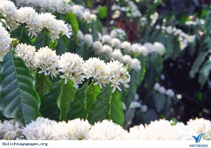 Nắm bắt được thời gian hoa nở - Ảnh 2