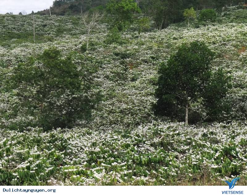 Nắm bắt được thời gian hoa nở - Ảnh 3