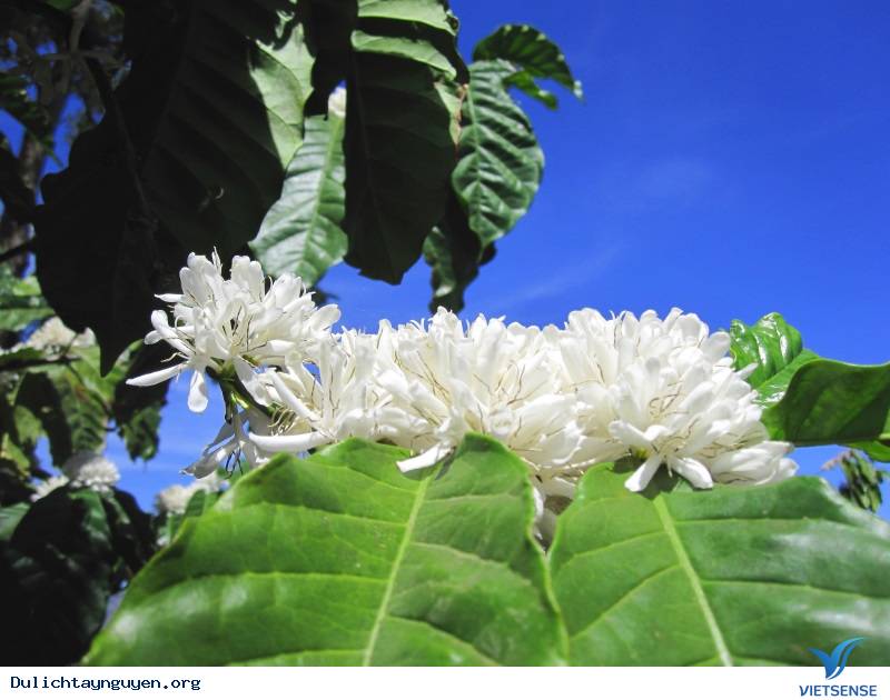 Nắm bắt được thời gian hoa nở - Ảnh 1