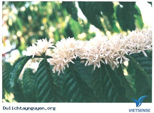 Thời điểm thăm quan Đăk Lăk