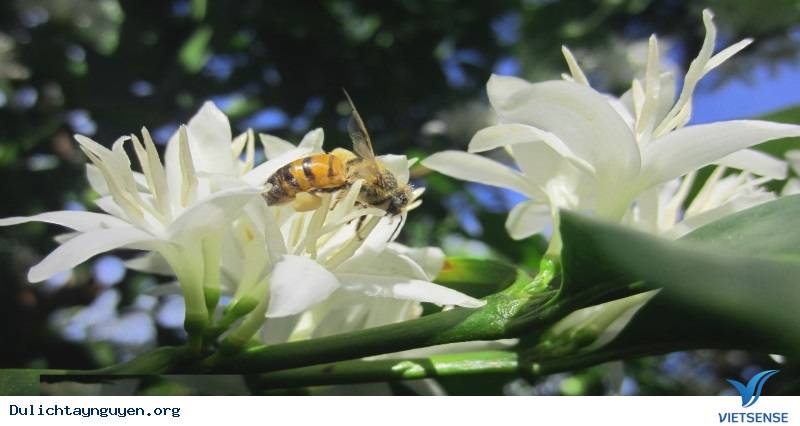 Mùa Hoa Cà Phê Tây Nguyên - Ảnh 2