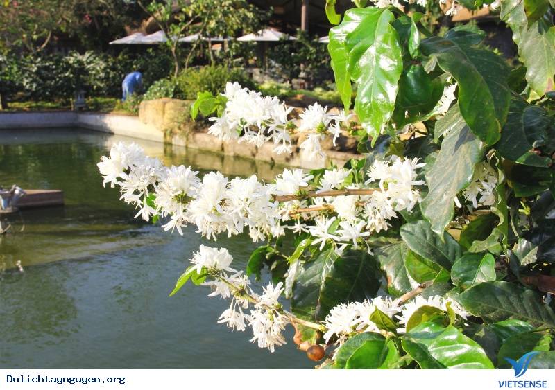 Mùa Hoa Cà Phê Tây Nguyên - Ảnh 1