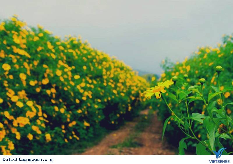 Mùa Hoa Cà Phê Tây Nguyên - Ảnh 3