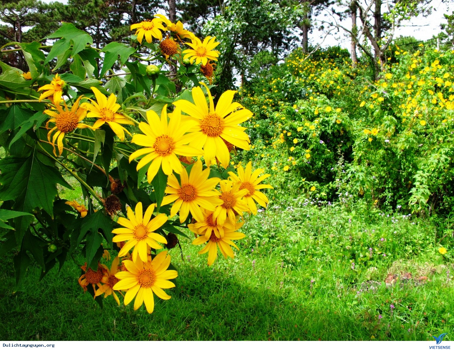 Chọn thời điểm đến tây nguyên - Ảnh 1 Chọn thời điểm đến tây nguyên - Ảnh 1