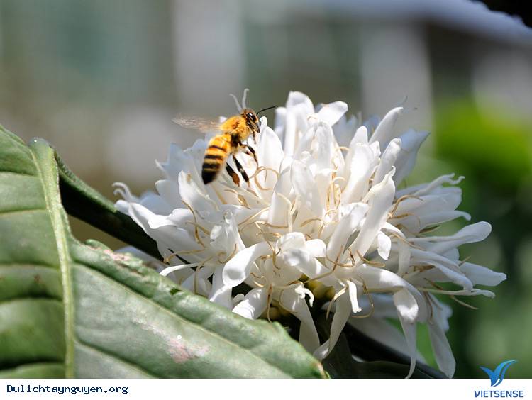 tháng ba mùa hoa cà phê - Ảnh 2 tháng ba mùa hoa cà phê - Ảnh 2