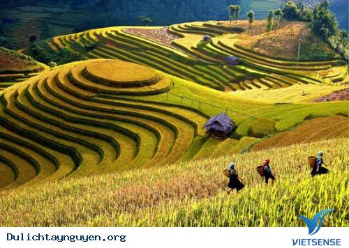 Ruộng bậc thang Ruộng bậc thang