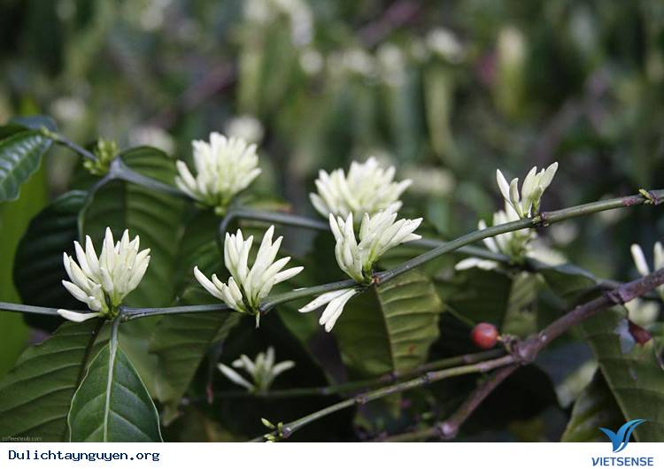 tháng ba mùa hoa cà phê - Ảnh 1 tháng ba mùa hoa cà phê - Ảnh 1