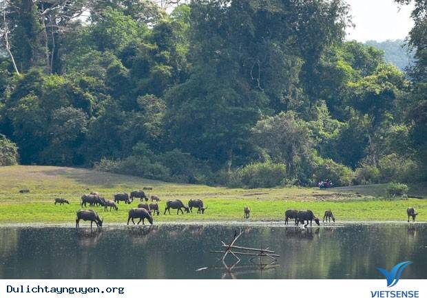 Nam Tây Nguyên - Ảnh 1