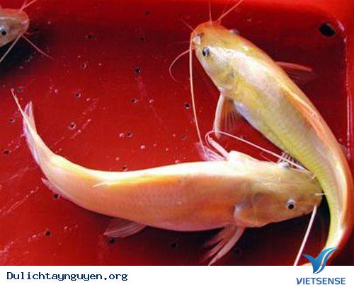 Lẩu Cá Lăng - Ảnh 1 Lẩu Cá Lăng - Ảnh 1