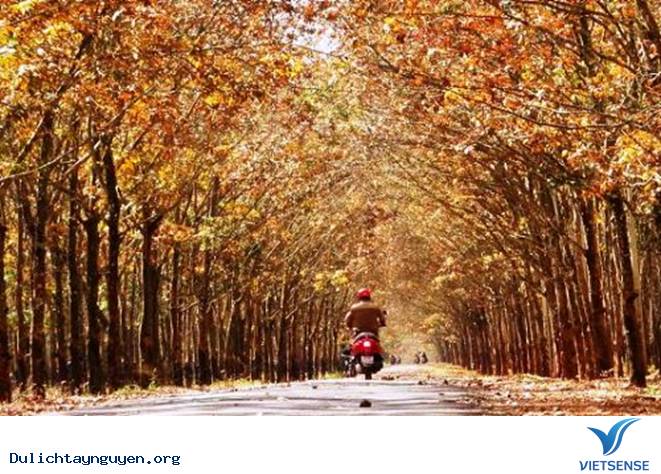 Nên đi thăm quan Tây Nguyên vào khoảng thời gian nào? - Ảnh 3 Nên đi thăm quan Tây Nguyên vào khoảng thời gian nào? - Ảnh 3