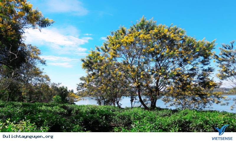 Ngỡ Ngàng Mùa Hoa Muồng Vàng Rực Góc Trời Gia Lai - Ảnh 3