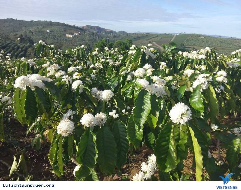 Những điều cần biết về mùa hoa cafe ở Tây Nguyên - Ảnh 3