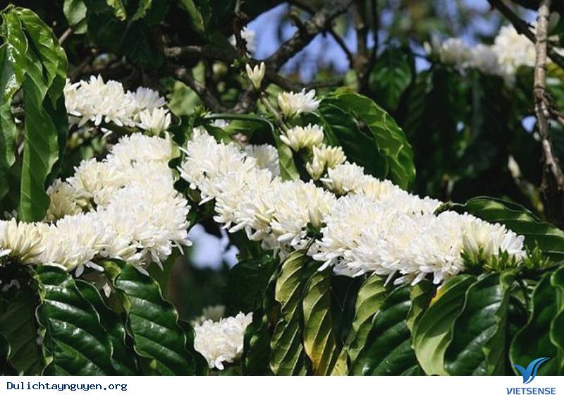 Những điều cần biết về mùa hoa cafe ở Tây Nguyên - Ảnh 4