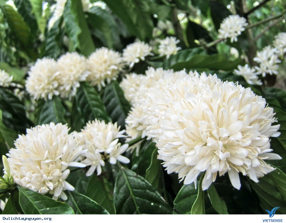 Review Mùa Hoa Cà Phê Nở Ở Tây Nguyên - Ảnh 6