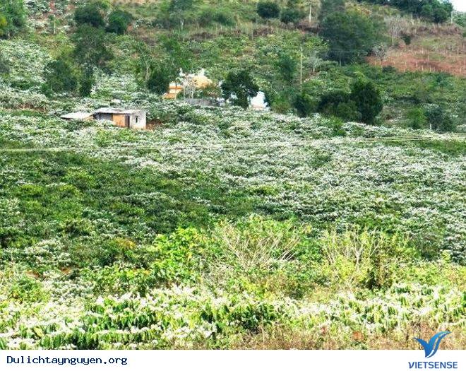 Review Mùa Hoa Cà Phê Nở Ở Tây Nguyên - Ảnh 2