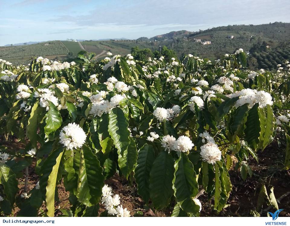 Review Mùa Hoa Cà Phê Nở Ở Tây Nguyên - Ảnh 5