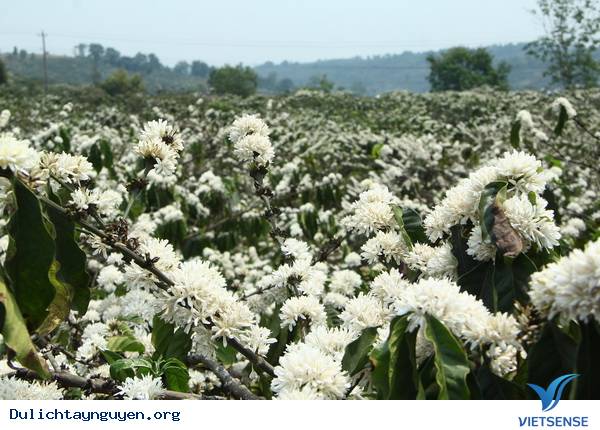 Review Mùa Hoa Cà Phê Nở Ở Tây Nguyên - Ảnh 1