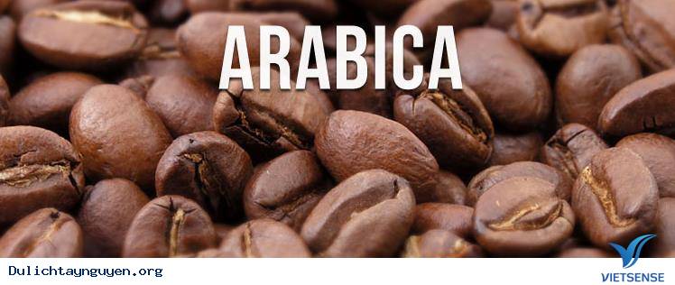Cà phê Tây Nguyên Arabica