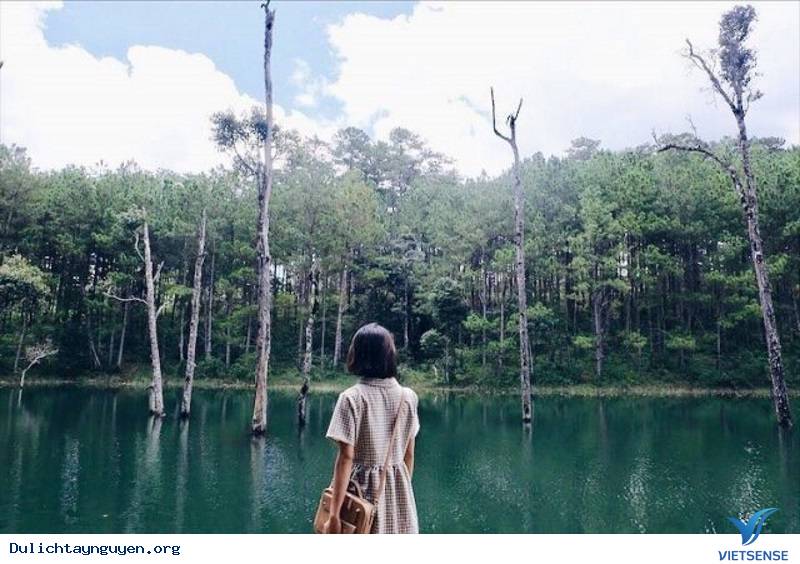 Thánh Sống Ảo Nhất Định Không Nên Bỏ Lỡ Xích Đu Tổ Chim Trong Khu Vườn Thần Tiên Hot Nhất Đà Lạt - Ảnh 3 Thánh Sống Ảo Nhất Định Không Nên Bỏ Lỡ Xích Đu Tổ Chim Trong Khu Vườn Thần Tiên Hot Nhất Đà Lạt - Ảnh 3