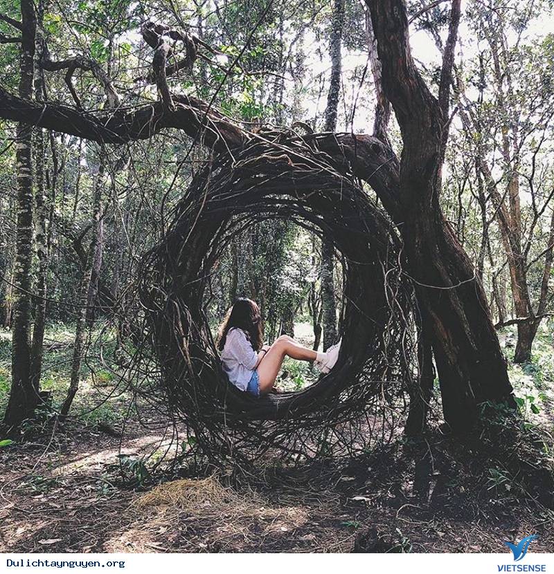 Thánh Sống Ảo Nhất Định Không Nên Bỏ Lỡ Xích Đu Tổ Chim Trong Khu Vườn Thần Tiên Hot Nhất Đà Lạt - Ảnh 1 Thánh Sống Ảo Nhất Định Không Nên Bỏ Lỡ Xích Đu Tổ Chim Trong Khu Vườn Thần Tiên Hot Nhất Đà Lạt - Ảnh 1