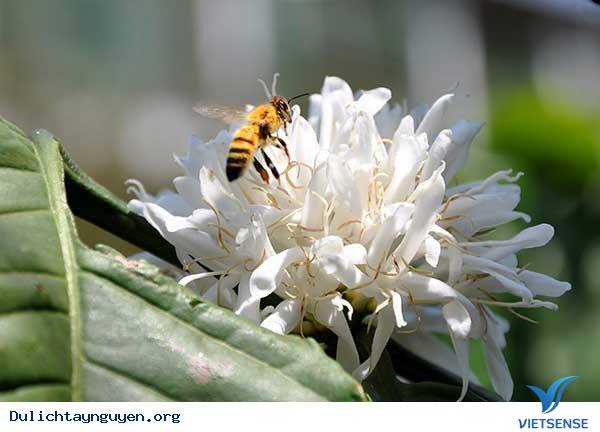 vẻ đẹp hoa rừng tây nguyên vẻ đẹp hoa rừng tây nguyên