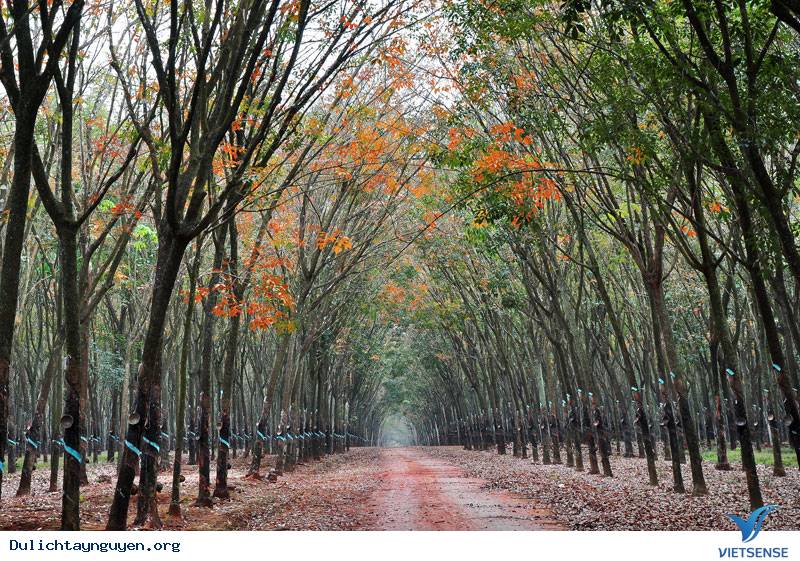 Thu về, Tây Nguyên đẹp lạ thường - Ảnh 2 Thu về, Tây Nguyên đẹp lạ thường - Ảnh 2