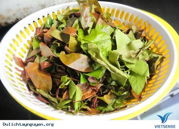 Thưởng Thức Lá Bép- Đặc Sản Rau Rừng Tây Nguyên - Ảnh 2 Thưởng Thức Lá Bép- Đặc Sản Rau Rừng Tây Nguyên - Ảnh 2
