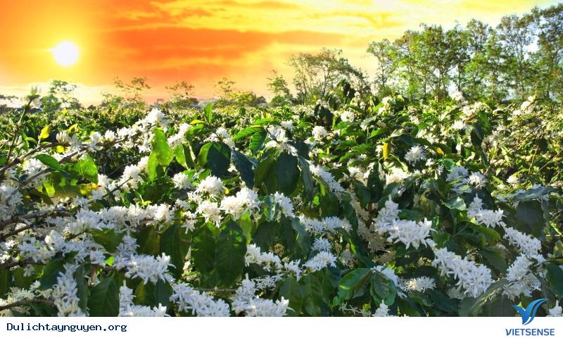 Đến mùa hoa cà phê nở rộ, khắp chốn đồng quê được tô điểm bởi một bức tranh hoa cà phê đẹp tuyệt vời. Màu trắng tinh khiết của hoa cà phê tạo nên một không gian yên bình, hòa quyện với sắc xanh cây cối tạo nên một điểm nhấn trong khung cảnh thiên nhiên.
