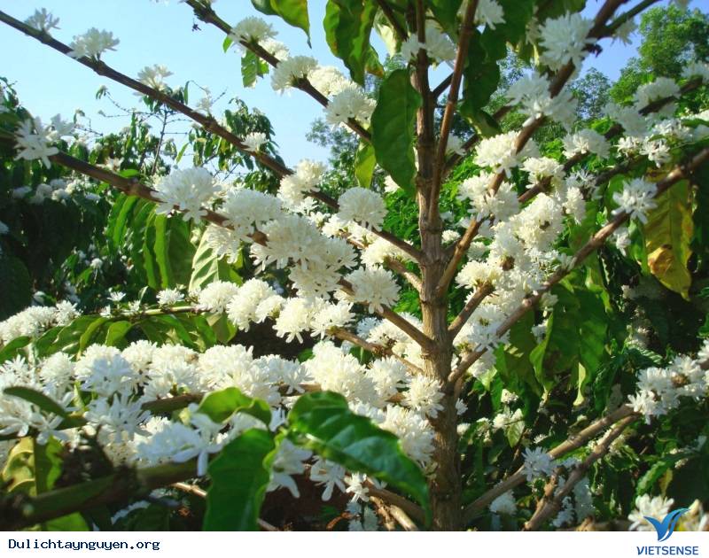 Top Ảnh Đẹp Mùa Hoa Cà Phê Nở Ở Tây Nguyên - Ảnh 8 Top Ảnh Đẹp Mùa Hoa Cà Phê Nở Ở Tây Nguyên - Ảnh 8