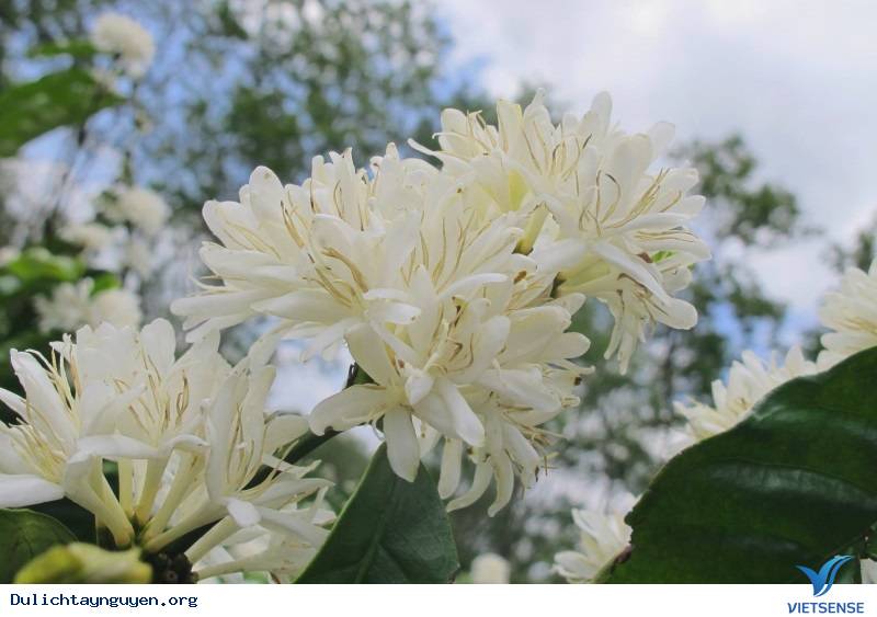 Top Ảnh Đẹp Mùa Hoa Cà Phê Nở Ở Tây Nguyên - Ảnh 9 Top Ảnh Đẹp Mùa Hoa Cà Phê Nở Ở Tây Nguyên - Ảnh 9