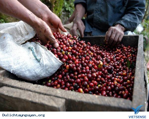 Uống Cà Phê Theo Phong Cách Người Ê ĐÊ - Ảnh 1 Uống Cà Phê Theo Phong Cách Người Ê ĐÊ - Ảnh 1